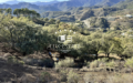 Plot in La Zagaleta for investment or personal Villa